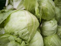 ripe cabbage crop on the farm