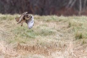 a bird flies in the grass