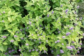 photo of flowering mint