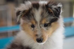fluffy dog is a little friend