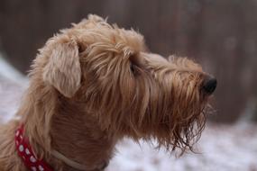 fluffy dog nose face