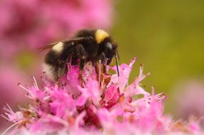pink flowers with a bee
