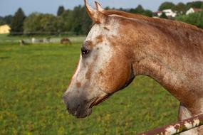brown horse in the grass kind