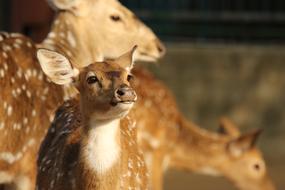 the deer is a pretty sight