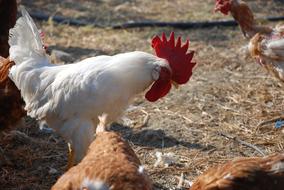 white cock with a red crest