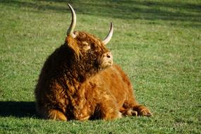 brown cow fluffy curly