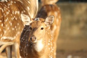 little deer in spots