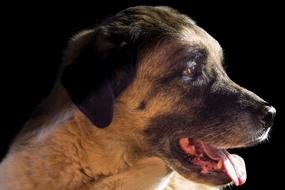 a dog with a long tongue