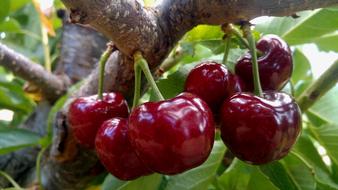 Juicy ripe cherries on a tree