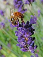 purple flowers with a wasp