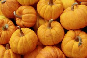 harvest of delicious orange pumpkin