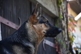 the dog is big at the fence