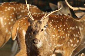 The deer runs into the spot