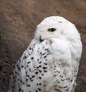 white owl in black spots
