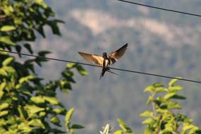 ptzia open wire wings