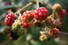unripe garden berries