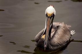 pelican water lake animal