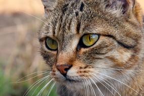 cute cat with green eyes look