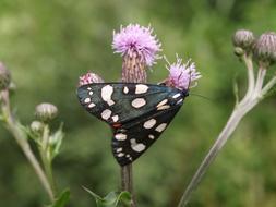 black butterfly with white spots on the flower