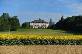 flowers yellow field house