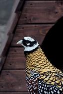a bird with yellow spots and a black wing