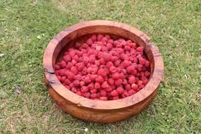 Raspberry harvested