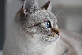 cat blue eyes view