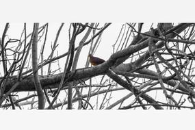 bird on a tree branch in barranquilla