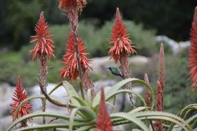 a red flower on a stalk in a bush