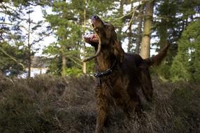 dog hunting forest grass