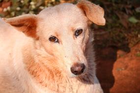 a white dog is a man's friend