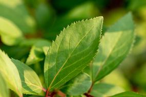 Leaf Green Structure blur