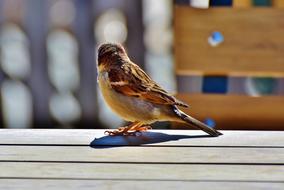 sparrow color view