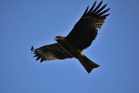 black eagle in the blue sky