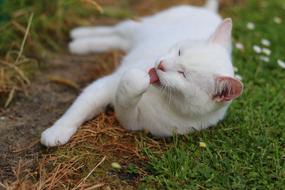 the cat is gentle white and beautiful
