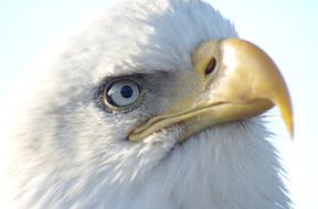 eagle white beak cute