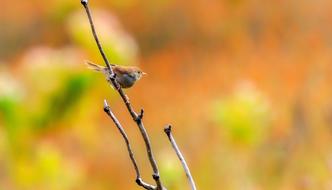 branch bird small