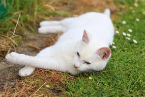 there is a white animal lying
