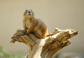 gopher zoo view