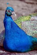 blue bird peacock zoo