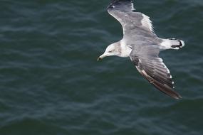 seagull flight blue water