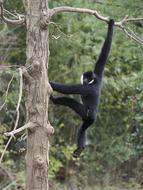 a black monkey is hanging on a branch