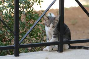 a small cat on the balcony