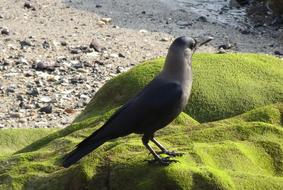 bird on the moss
