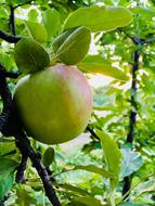 Unripe green apple