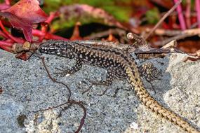 the lizard is long on the stone
