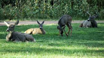 fallow deer grass safari