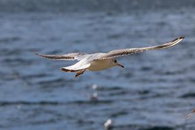 sea water seagull bird