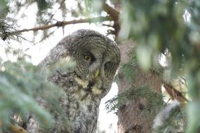 an owl looking out from under the trees