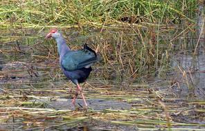black bird a lot of grass swamp